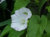 Field Bindweed (Convolvulus arvensis)