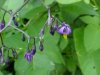 Bittersweet Nightshade; Climbing Nightshade; Deadly Nightshade (Solanum dulcamara) (its toxin is not fatal)