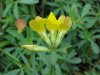 Birdsfoot Trefoil (Lotus corniculata)