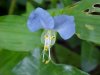 Asiatic Dayflower; Mouse Flower (Commelina communis)