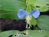 Asiatic Dayflower; Mouse Flower (Commelina communis)