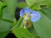 Asiatic Dayflower; Mouse Flower (Commelina communis)