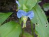 Asiatic Dayflower; Mouse Flower (Commelina communis)