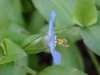 Asiatic Dayflower; Mouse Flower (Commelina communis)