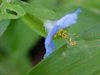 Asiatic Dayflower; Mouse Flower (Commelina communis)