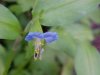 Asiatic Dayflower; Mouse Flower (Commelina communis)