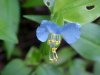 Asiatic Dayflower; Mouse Flower (Commelina communis)