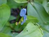 Asiatic Dayflower; Mouse Flower (Commelina communis)