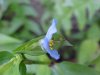 Asiatic Dayflower; Mouse Flower (Commelina communis)