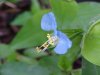 Asiatic Dayflower; Mouse Flower (Commelina communis)