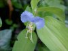 Asiatic Dayflower; Mouse Flower (Commelina communis)