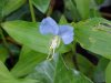 Asiatic Dayflower; Mouse Flower (Commelina communis)