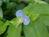 Asiatic Dayflower; Mouse Flower (Commelina communis)