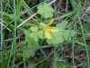 Yellow Wood Sorrel; Sour Grass (Oxalis stricta)