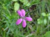 Deptford Pink; Grass Pink (Dianthus ameria)