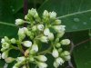 Indian Hemp (Apocynum cannabinum) (A Dogbane - True Hemp is Cannabis; another family)
