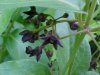Black swallow-wort (Cynanchum nigrum; Cynanchum rossicum)