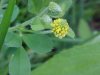 Black Medick (Medicago lupulina)