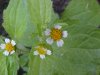 Galinsoga; Quickweed (Galinsoga ciliata)