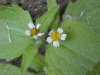Galinsoga; Quickweed (Galinsoga ciliata)