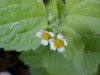 Galinsoga; Quickweed (Galinsoga ciliata)