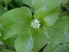 Chickweed; Starwort (Stellaria media)