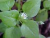 Chickweed; Starwort (Stellaria media)