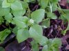 Chickweed; Starwort (Stellaria media)