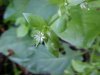Chickweed; Starwort (Stellaria media)