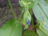 One day later: Asiatic Dayflower; Mouse Flower (Commelina communis) (has flowers that open for only one day)