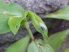 One day later: Asiatic Dayflower; Mouse Flower (Commelina communis) (has flowers that open for only one day)