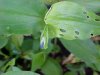One day later: Asiatic Dayflower; Mouse Flower (Commelina communis) (has flowers that open for only one day)
