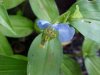 Asiatic Dayflower; Mouse Flower (Commelina communis) (has flowers that open for only one day)