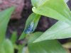 One day later: Asiatic Dayflower; Mouse Flower (Commelina communis) (has flowers that open for only one day)