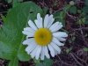 Oxeye Daisy (Leucanthemum vulgare; Chrysanthemum leucanthemum)