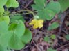 Yellow Wood Sorrel; Sour Grass (Oxalis stricta)