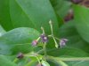 Black swallow-wort (Cynanchum nigrum; Cynanchum rossicum)