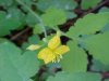 Greater Celandine; Wartweed (Chelidonium majus)