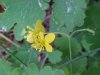 Greater Celandine; Wartweed (Chelidonium majus)