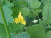 Greater Celandine; Wartweed (Chelidonium majus)