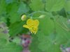 Greater Celandine; Wartweed (Chelidonium majus)