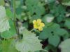 Yellow Wood Sorrel; Sour Grass (Oxalis stricta)