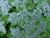 Wild Angelica (Angelica triquinata) - described as closely resembling the very poisoness Water Hemlock (Cicuta maculata)