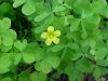 Yellow Wood Sorrel; Sour Grass (Oxalis stricta)