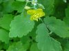 Greater Celandine; Wartweed (Chelidonium majus)