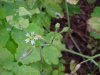 Mouse-ear Chickweed (Cerastium fontanum)
