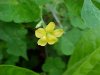 Yellow Wood Sorrel; Sour Grass (Oxalis stricta)