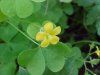 Yellow Wood Sorrel; Sour Grass (Oxalis stricta)