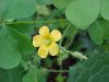 Yellow Wood Sorrel; Sour Grass (Oxalis stricta)