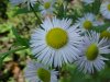 Philadelphia Fleabane (Erigeron philadelphicus)